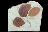 Fossil Leaves (Beringiaphyllum, Celtis) - Montana #101888-1